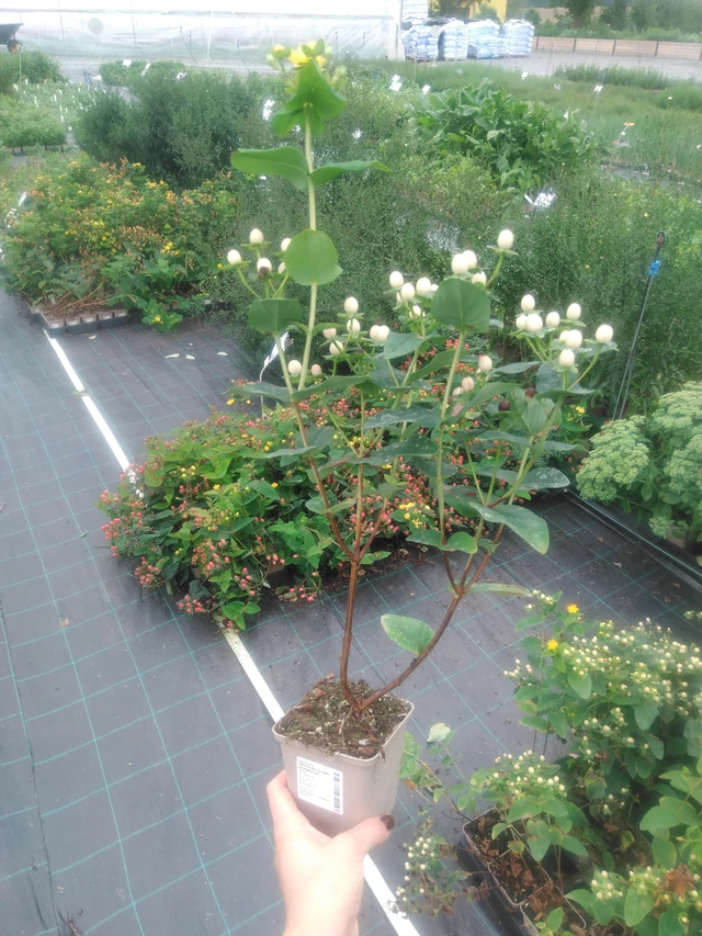 Hipérico Globo Champagne - 2024