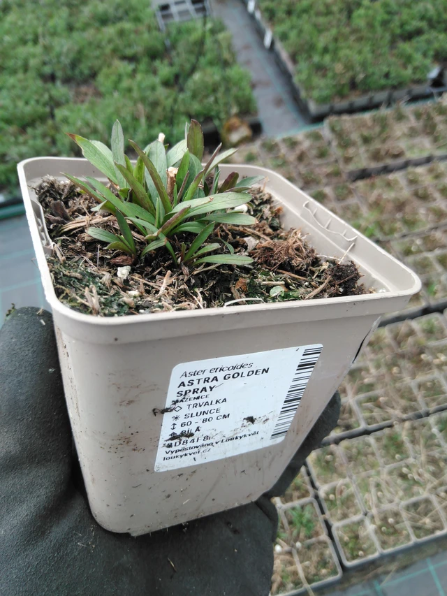 Asteri Golden Spray - 8. 4. 2025