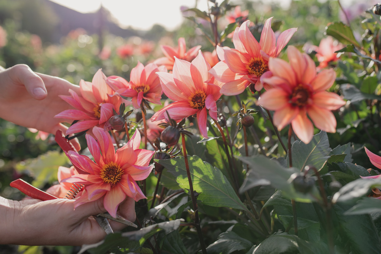 Daalia Waltzing Mathilda, Loukykvět