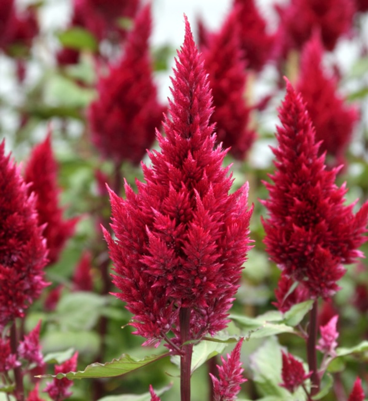 Celosia Sunday Wine Red, Loukykvět