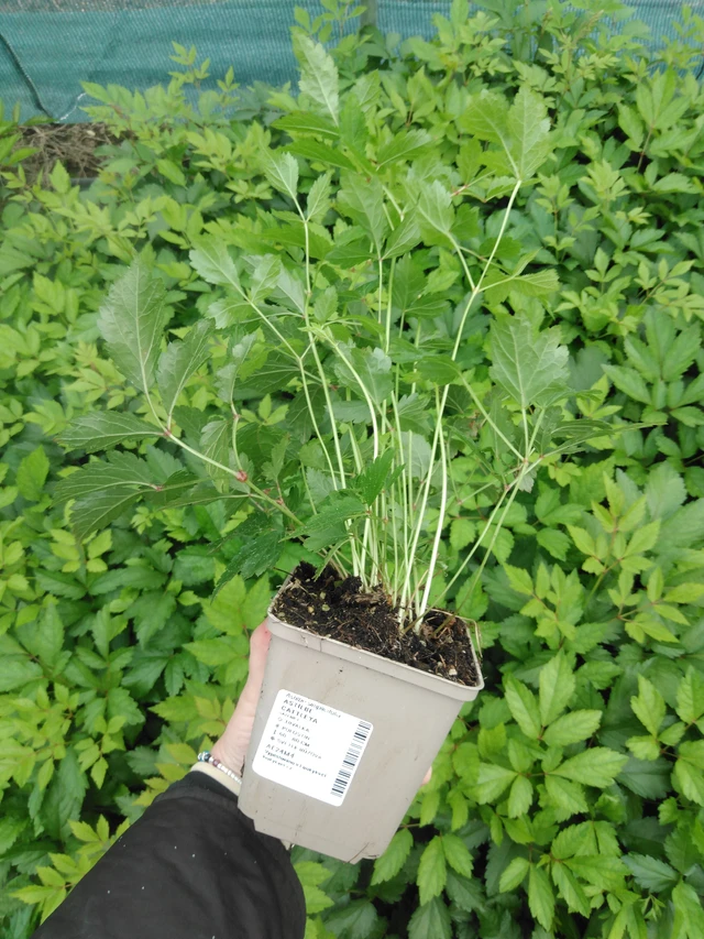 Jaloangervo Cattleya - 2024