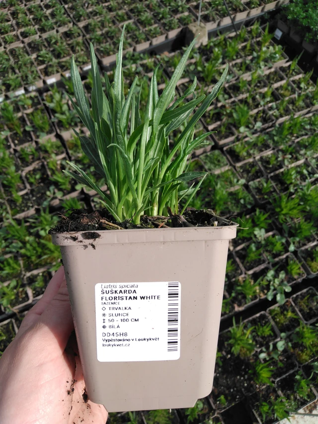 Punatähkä Floristan White - 2024