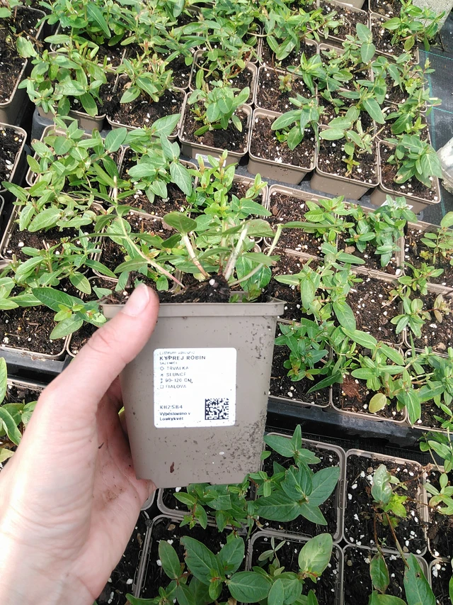 Rantakukka Robin - 9. 6. 2025