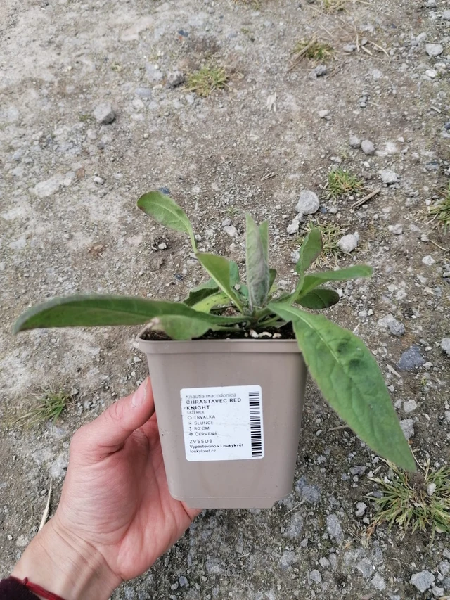 Ruusuruoho Red Knight - 2024