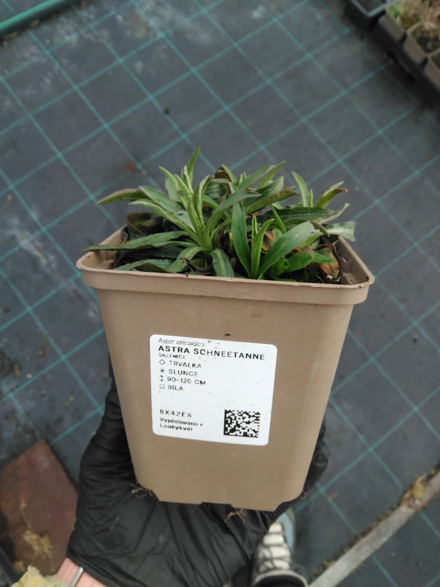 Asteri Schneetanne - 1. 4. 2026