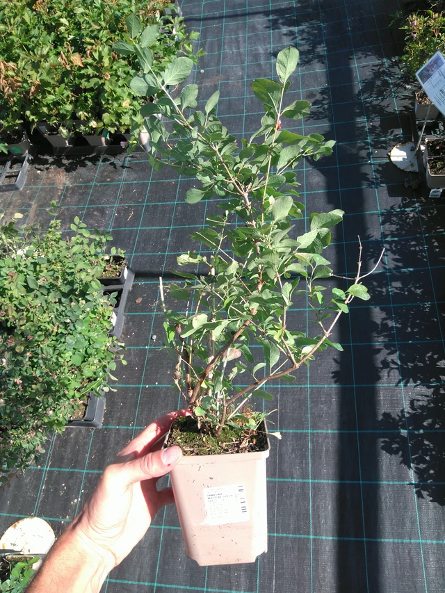 Symphoricarpos Magical Green Falls - 20. 6. 2025