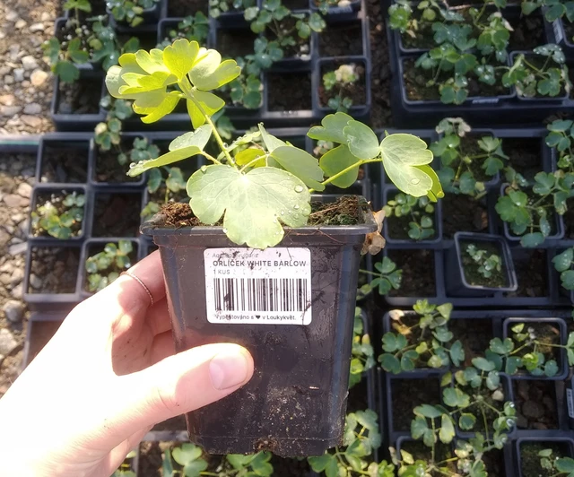 Aguileña Christa Barlow - 2024