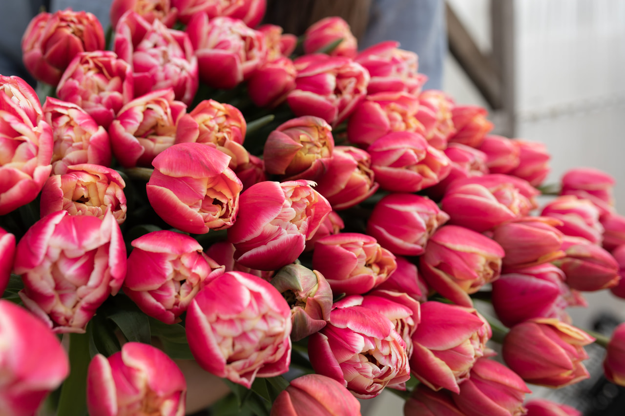 Tulppaani Columbus, Loukykvět