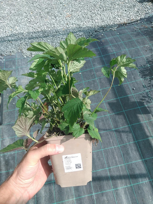 Syysvuokko Praecox - 24. 6. 2025