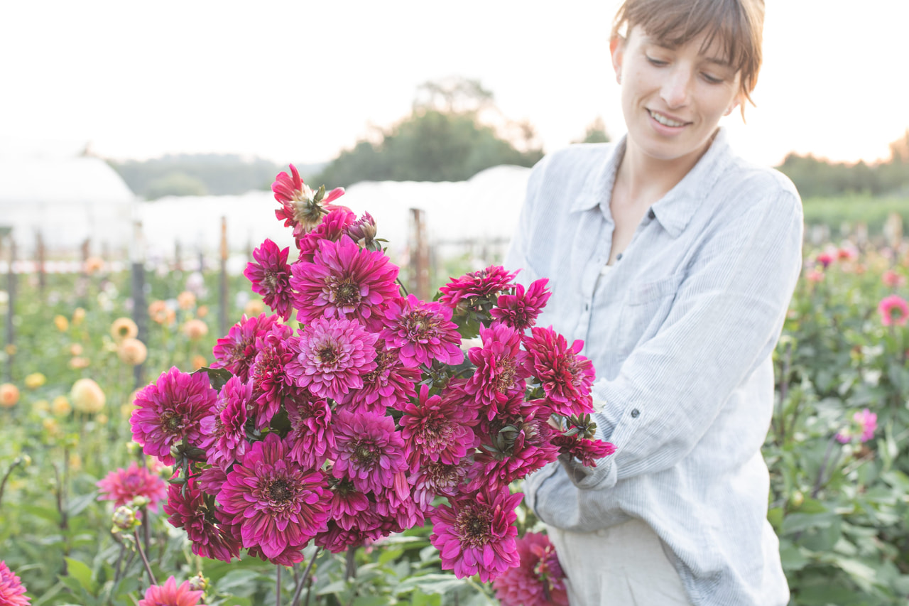 Daalia Purple Haze, Loukykvět