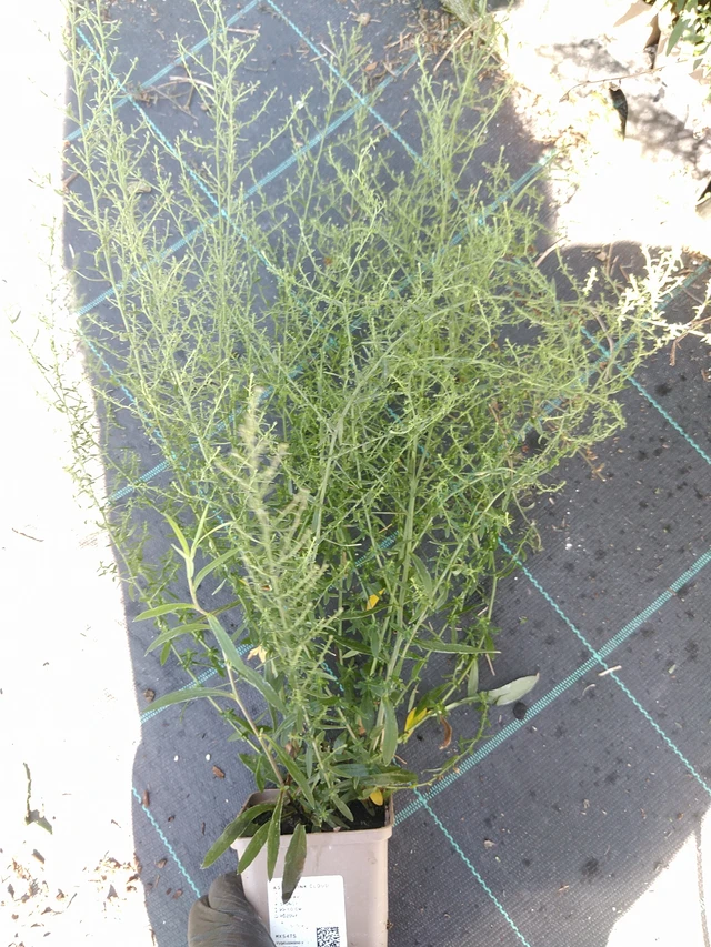 Asteri Pink Cloud - 19. 8. 2025