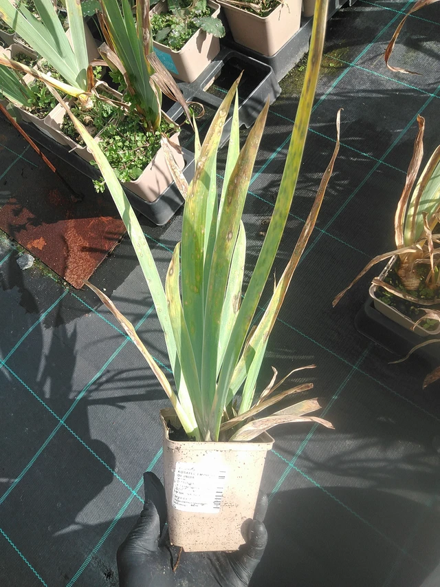 Kurjenmiekka Empress of India - 13. 10. 2025