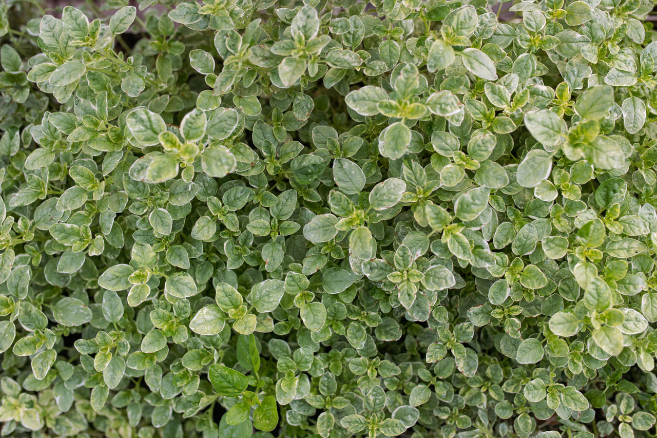Oregano Aureum Variegata, Loukykvět