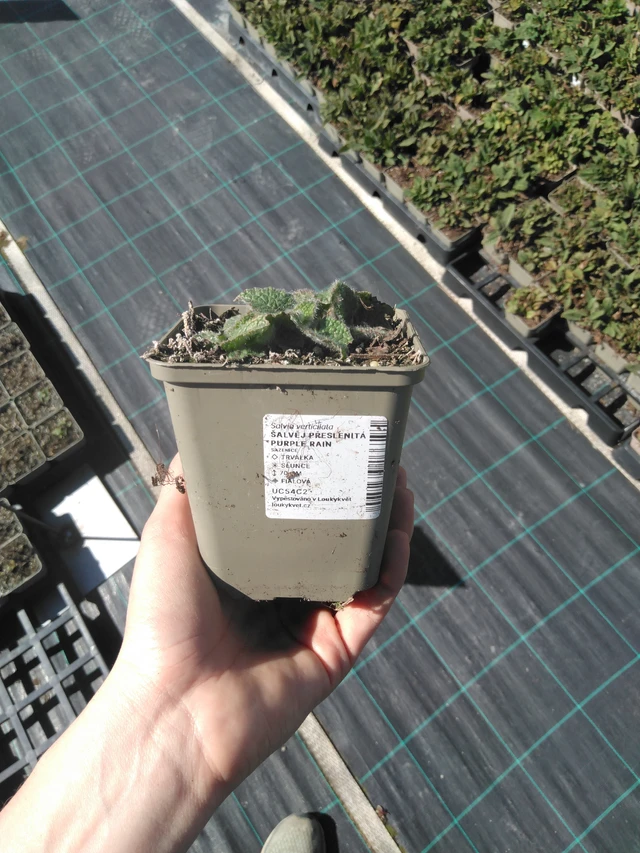 Salvia verticillata Purple Rain - 3. 4. 2025