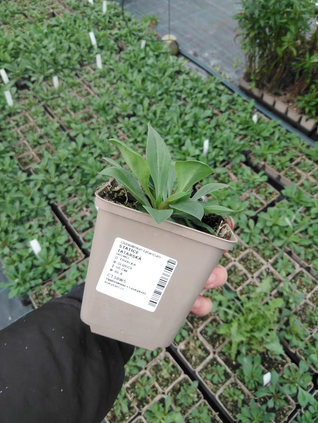 Limonium tataricum - 2024