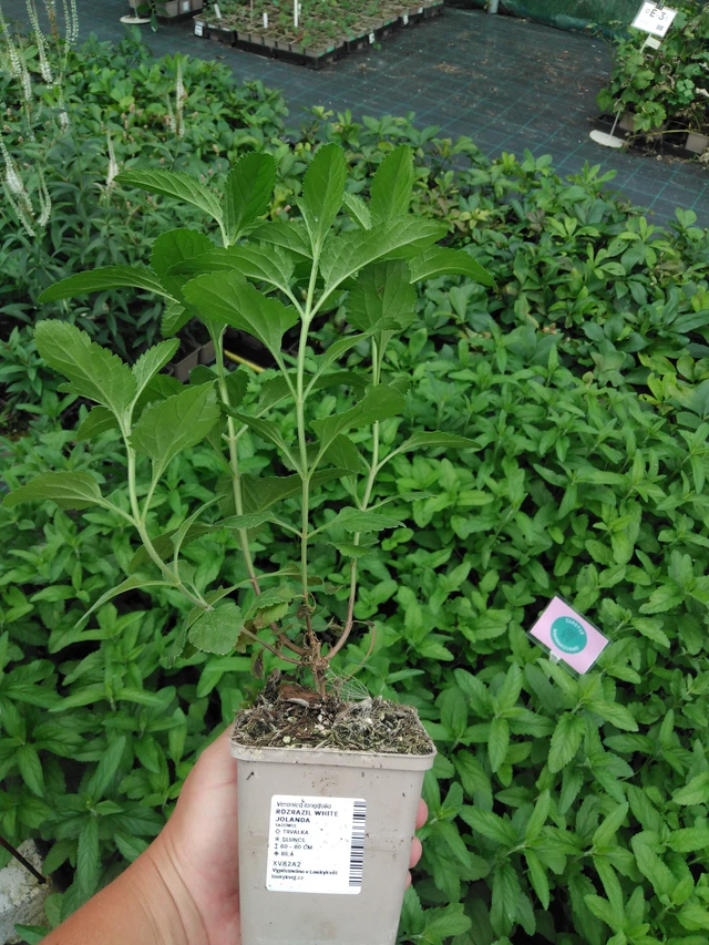 Tädyke White Jolanda - 2024