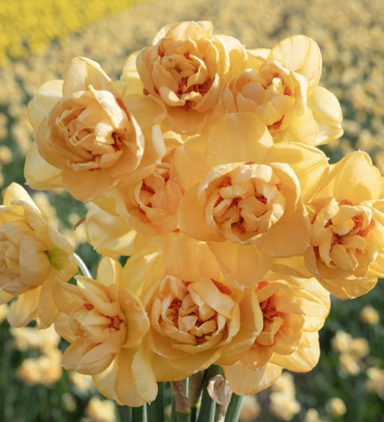 Narsissi Waylon, Loukykvět