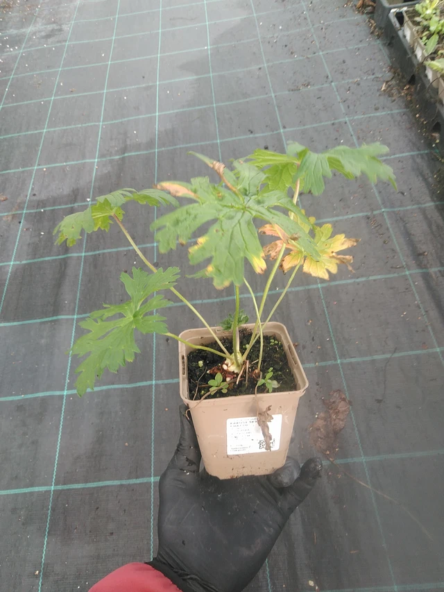 Geranium maculatum Chatto - 13. 10. 2025