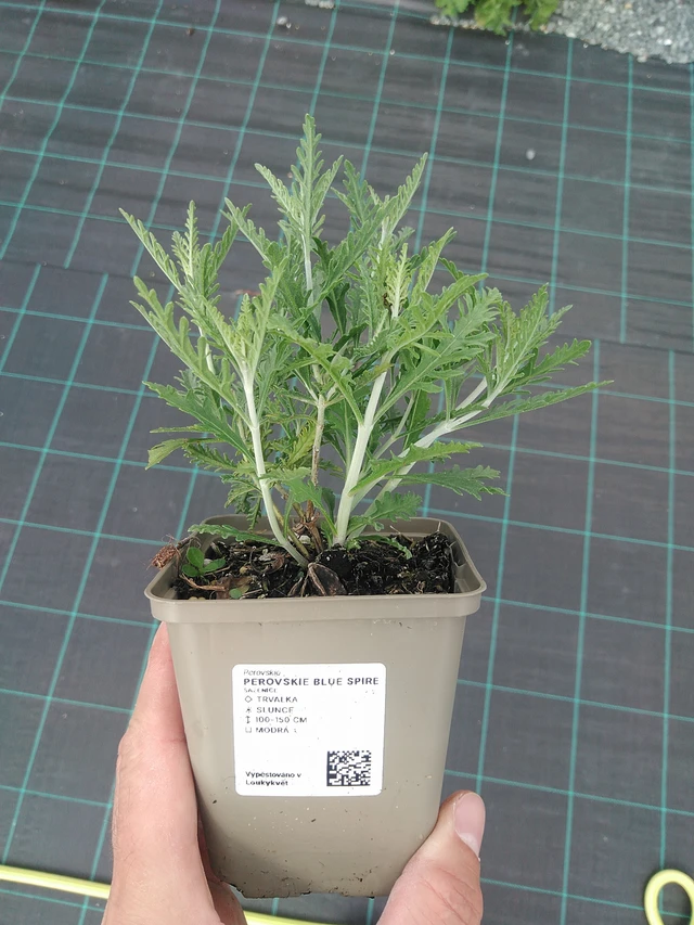 Pioska Blue Spire - 24. 6. 2025