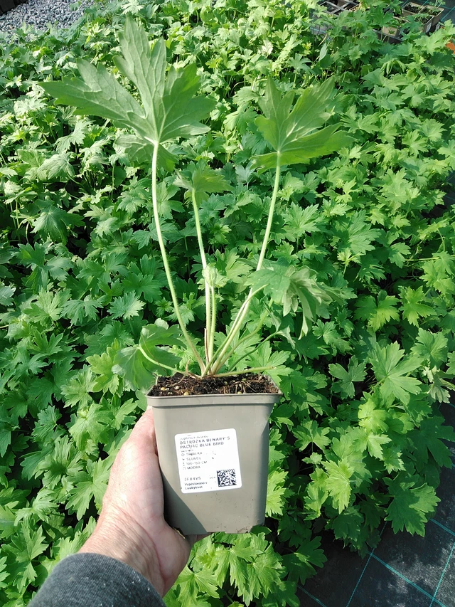 Ritarinkannus Benary’s Pacific Blue Bird - 9. 6. 2025