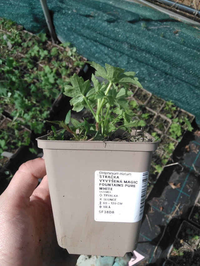 Jaloritarinkannus Magic Fountains Pure White - 2024