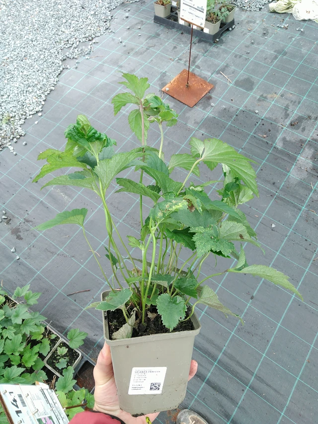 Syysvuokko Praecox - 28. 7. 2025