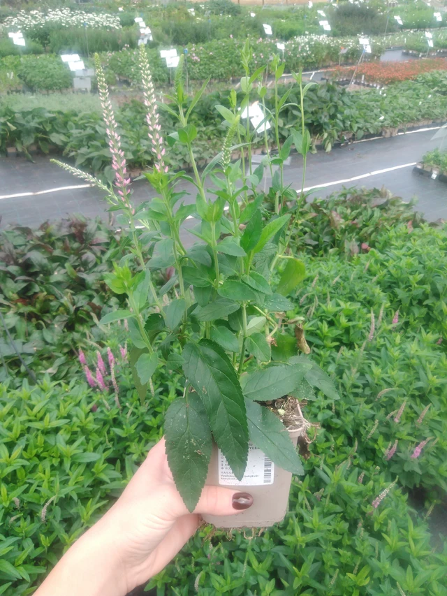 Tähkätädyke Skyler Pink - 2024