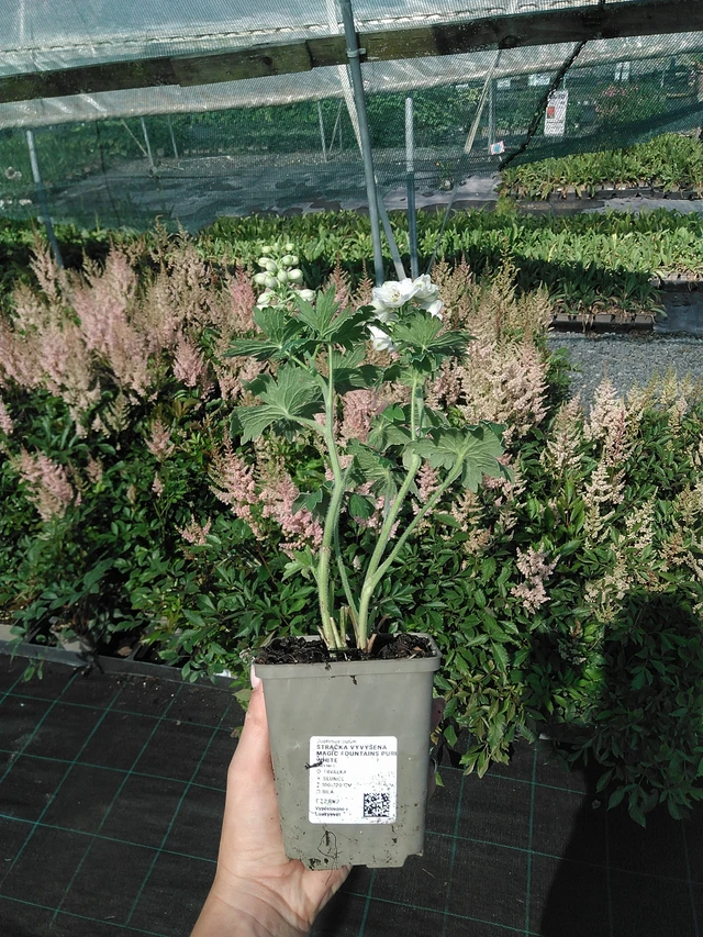 Didysis pentinius Magic Fountains Pure White - 13. 7. 2026