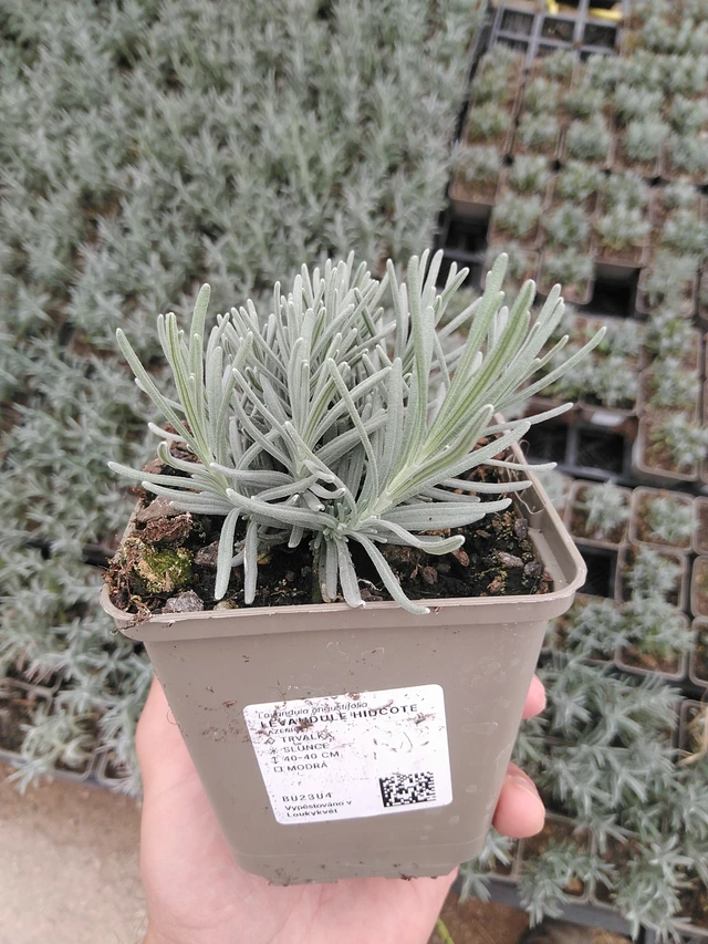 Levandule Hidcote - 8. 7. 2025