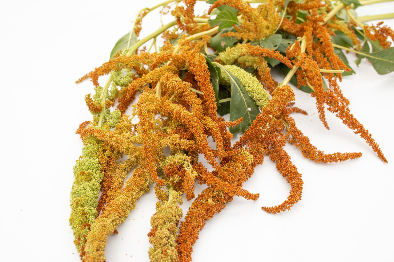 Amaranth Autumn’s Touch, Loukykvět