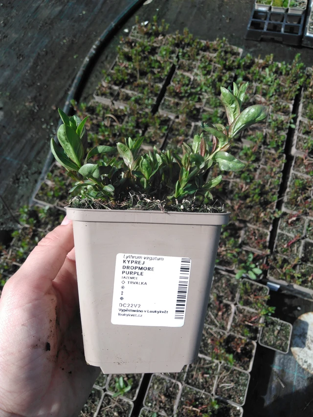 Rantakukka Dropmore Purple - 2024