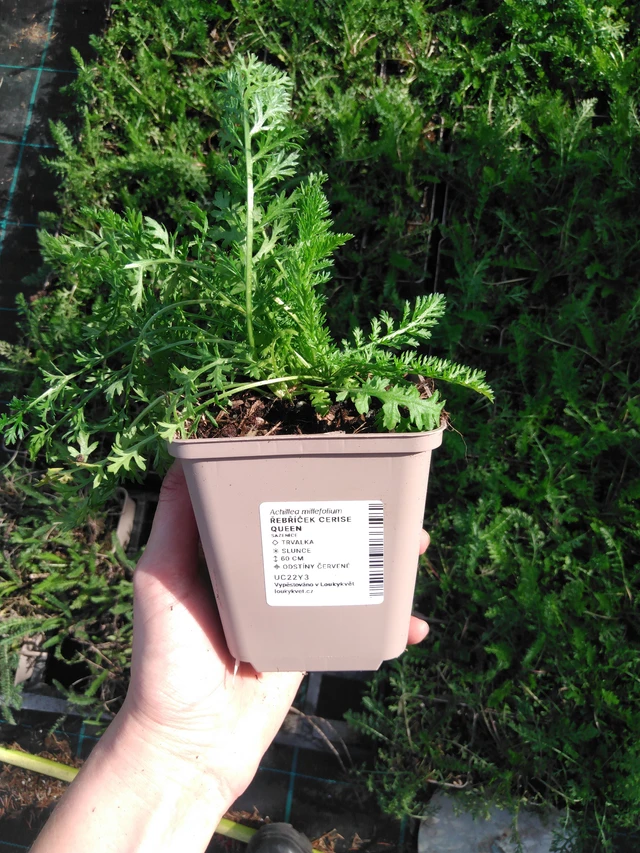 Siankärsämö Cerise Queen - 2024