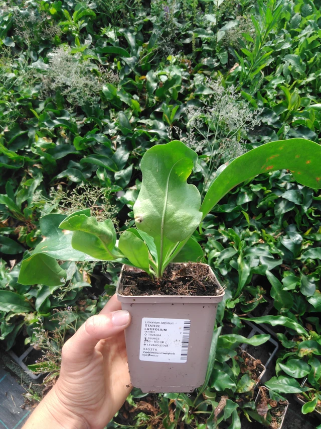 Hopeaikiviuhko - 2024