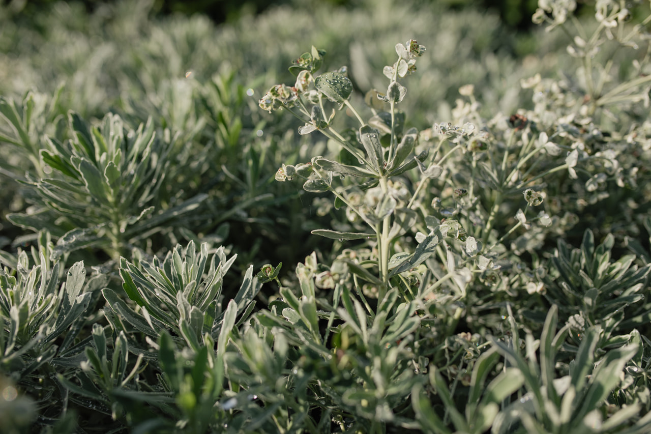 Euphorbia Silver Swan, Loukykvět