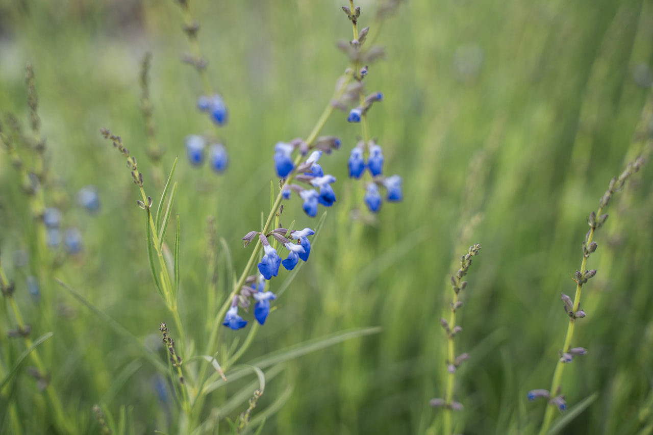 Salvia lavandulifolia, Loukykvět