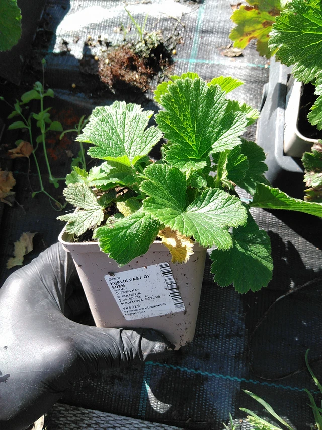 Kellukka East of Eden - 19. 8. 2025