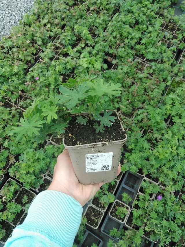 Verikurjenpolvi Elsbeth - 9. 6. 2025