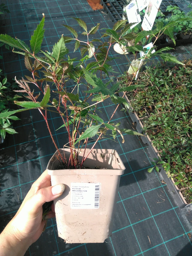 Jaloangervo Washington - 11. 7. 2025