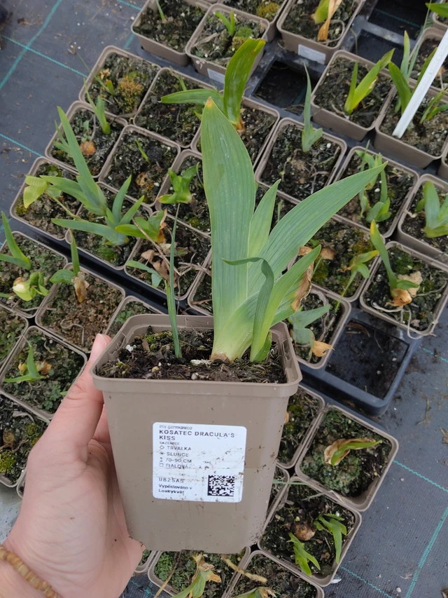 Kurjenmiekka Dracula's Kiss - 21. 4. 2026