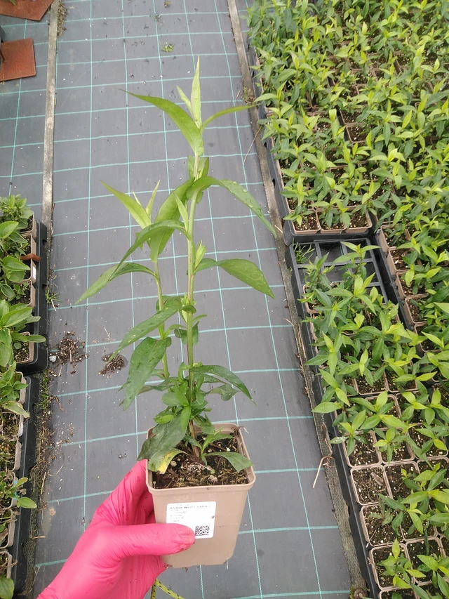 Syysasteri White Ladies - 29. 7. 2025