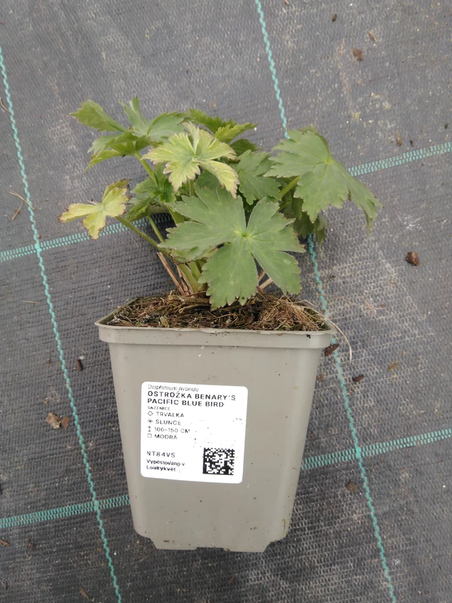 Ritarinkannus Benary’s Pacific Blue Bird - 1. 4. 2026