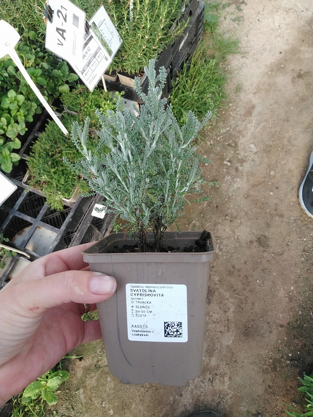 Hopeasantoliina - 19. 8. 2025