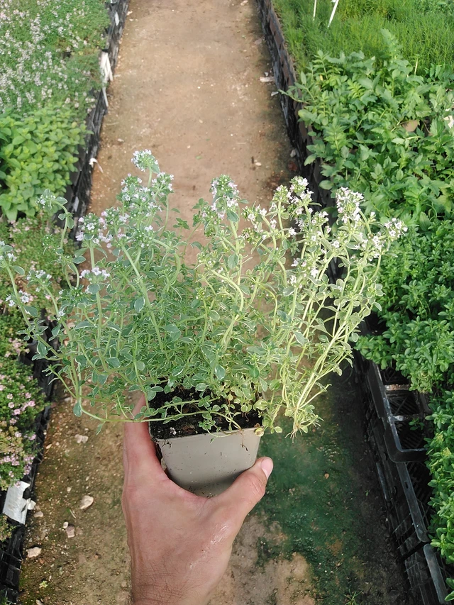 Sitruuna-ajuruoho Silver Queen - 1. 7. 2025