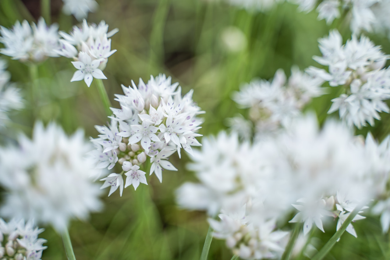 Allium Graceful Beauty, Loukykvět