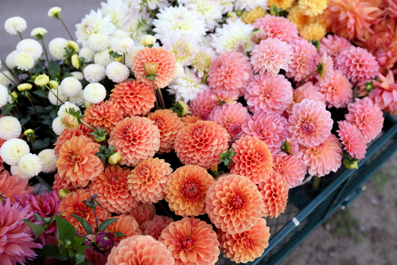 Daalia Mix, Loukykvět