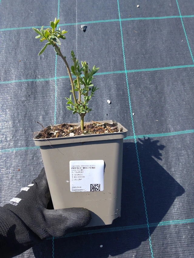Euphorbe Wulfenii - 13. 5. 2026