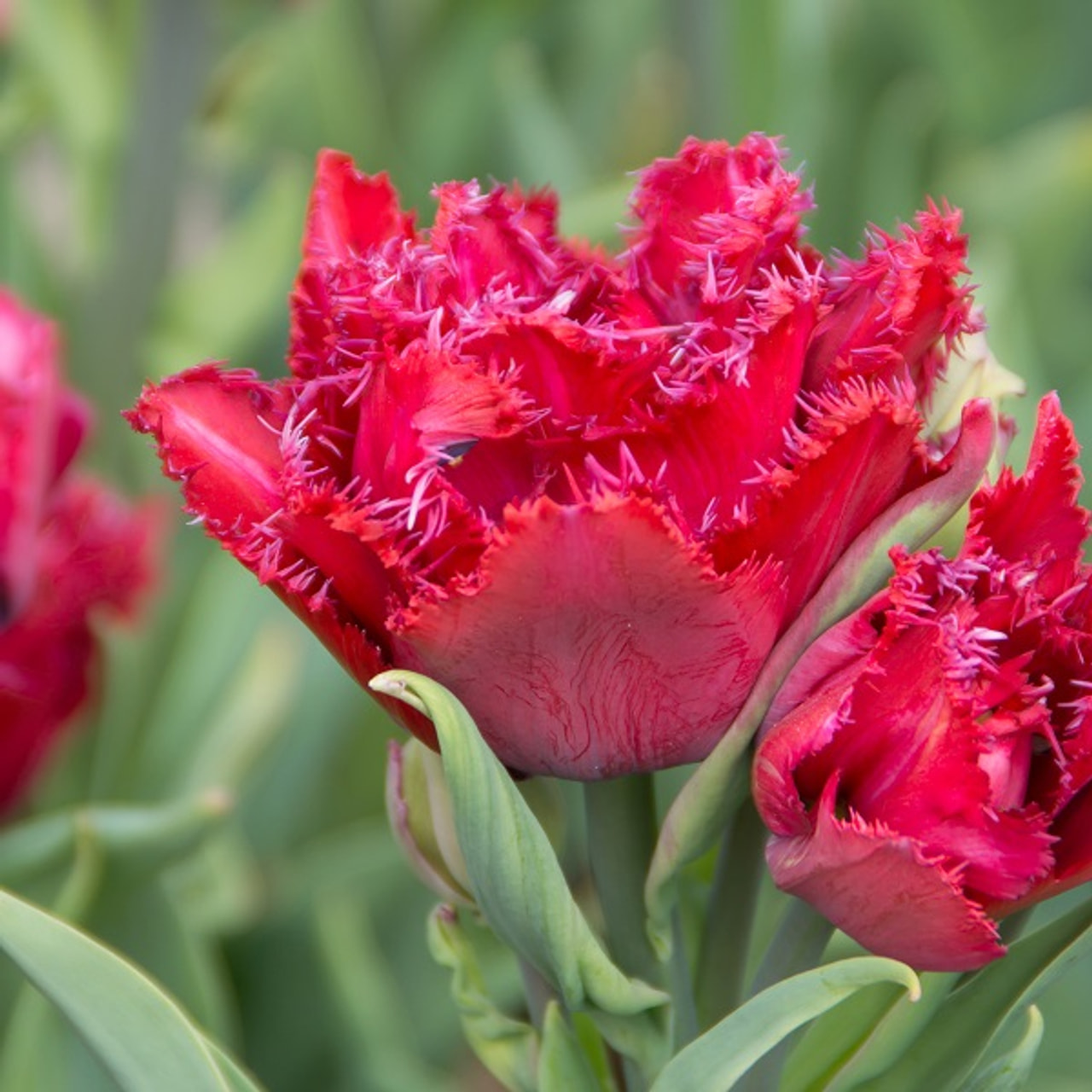 Tulppaani Cranberry Thistle, Loukykvět
