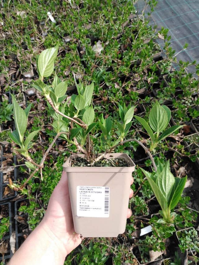 Syyshortensia Kyushu - 2024