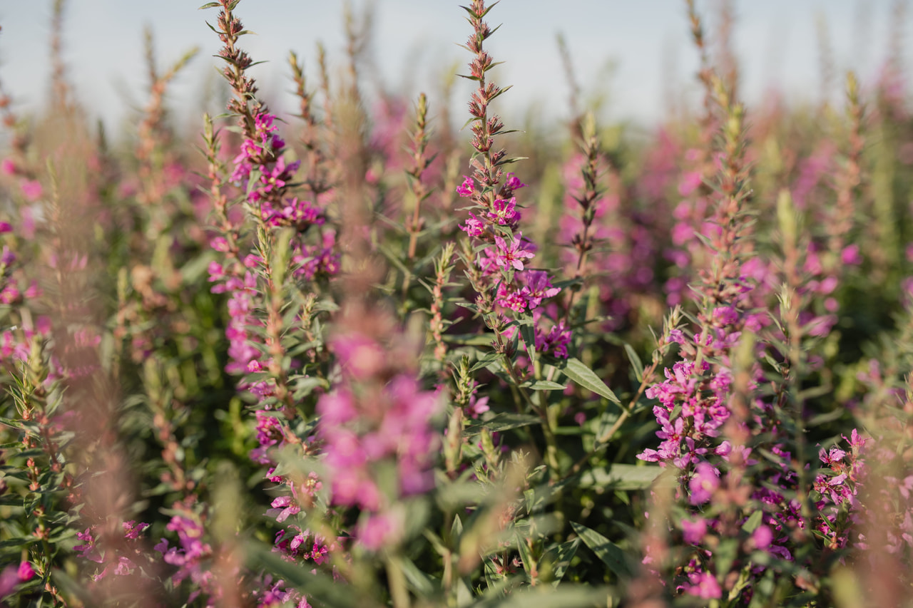 Rantakukka Lady Sackville, Loukykvět