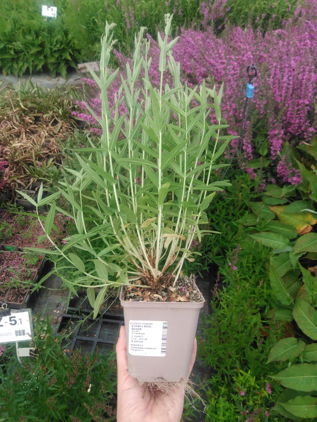 Rantakukka Rose Queen - 2024